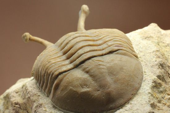 三角形の母岩に幅広ロシアン三葉虫が鎮座しています。アサフス・コワレフスキー(Asaphus Kowalewskii)(その14)