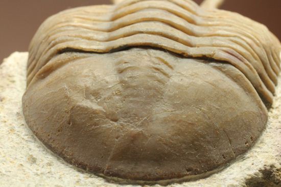 三角形の母岩に幅広ロシアン三葉虫が鎮座しています。アサフス・コワレフスキー(Asaphus Kowalewskii)(その15)