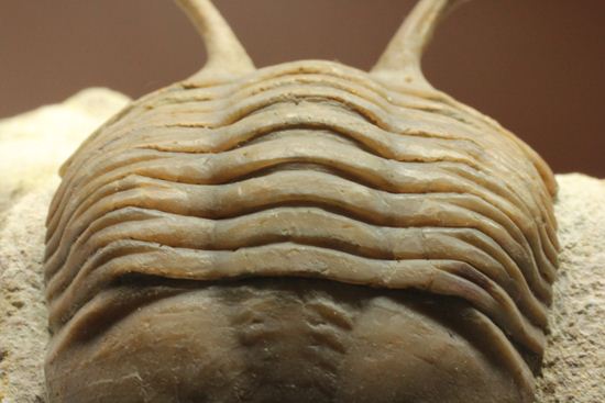 三角形の母岩に幅広ロシアン三葉虫が鎮座しています。アサフス・コワレフスキー(Asaphus Kowalewskii)(その16)