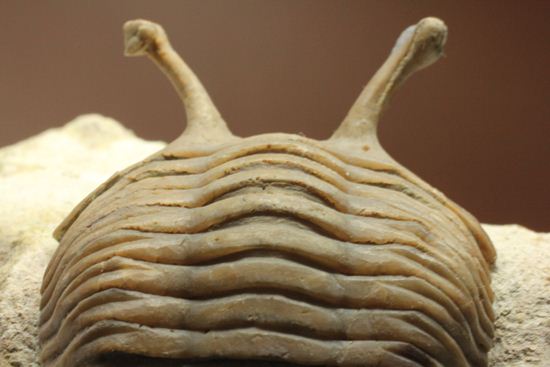 三角形の母岩に幅広ロシアン三葉虫が鎮座しています。アサフス・コワレフスキー(Asaphus Kowalewskii)(その17)
