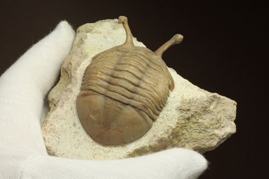 三角形の母岩に幅広ロシアン三葉虫が鎮座しています。アサフス・コワレフスキー(Asaphus Kowalewskii)(その18)