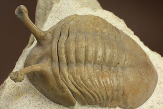 三角形の母岩に幅広ロシアン三葉虫が鎮座しています。アサフス・コワレフスキー(Asaphus Kowalewskii)(その19)