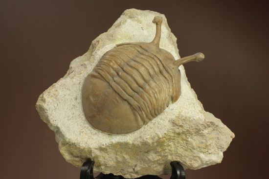 三角形の母岩に幅広ロシアン三葉虫が鎮座しています。アサフス・コワレフスキー(Asaphus Kowalewskii)(その2)