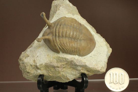 三角形の母岩に幅広ロシアン三葉虫が鎮座しています。アサフス・コワレフスキー(Asaphus Kowalewskii)(その20)