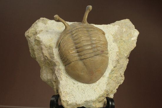 三角形の母岩に幅広ロシアン三葉虫が鎮座しています。アサフス・コワレフスキー(Asaphus Kowalewskii)(その3)