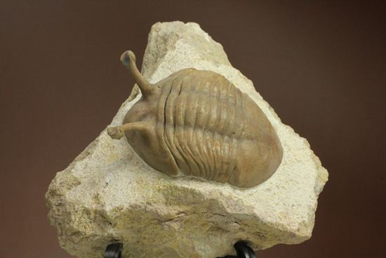 三角形の母岩に幅広ロシアン三葉虫が鎮座しています。アサフス・コワレフスキー(Asaphus Kowalewskii)(その4)