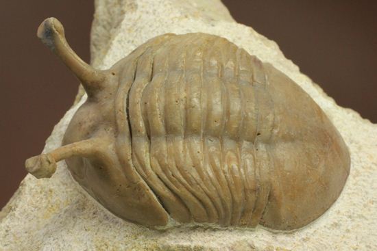 三角形の母岩に幅広ロシアン三葉虫が鎮座しています。アサフス・コワレフスキー(Asaphus Kowalewskii)(その5)