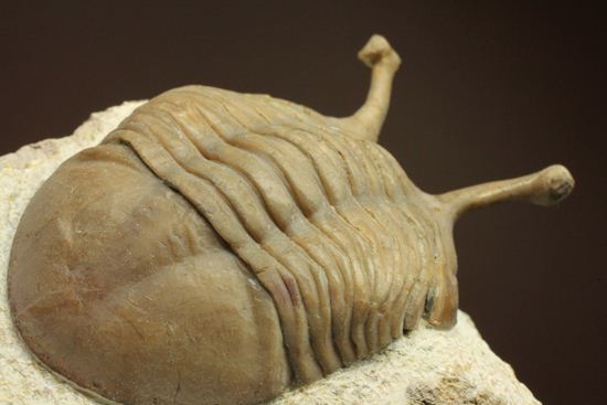 三角形の母岩に幅広ロシアン三葉虫が鎮座しています。アサフス・コワレフスキー(Asaphus Kowalewskii)(その6)