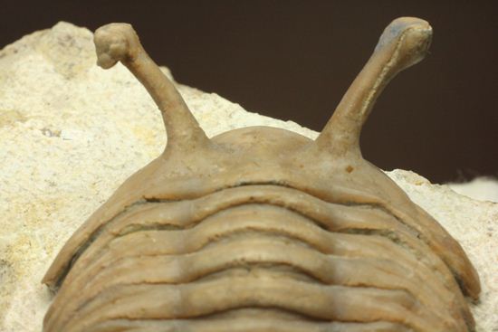 三角形の母岩に幅広ロシアン三葉虫が鎮座しています。アサフス・コワレフスキー(Asaphus Kowalewskii)(その7)