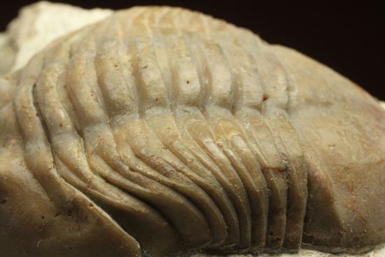 三角形の母岩に幅広ロシアン三葉虫が鎮座しています。アサフス・コワレフスキー(Asaphus Kowalewskii)(その9)
