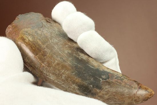 ティラノサウルス・レックス　巨大歯を超える「特大歯」（その12）
