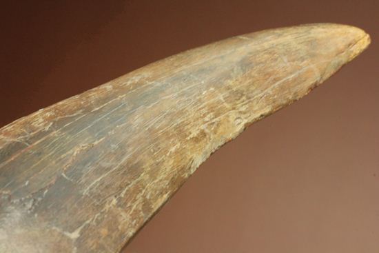ティラノサウルス・レックス　巨大歯を超える「特大歯」（その15）