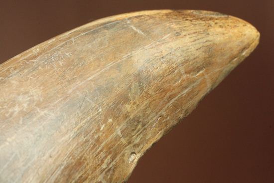 ティラノサウルス・レックス　巨大歯を超える「特大歯」（その16）