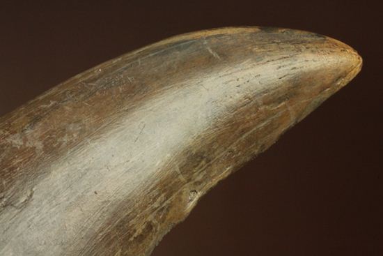 ティラノサウルス・レックス　巨大歯を超える「特大歯」（その18）