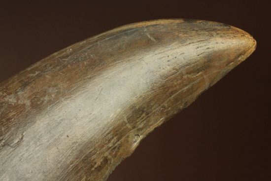 ティラノサウルス・レックス 巨大歯を超える「特大歯」(その18)