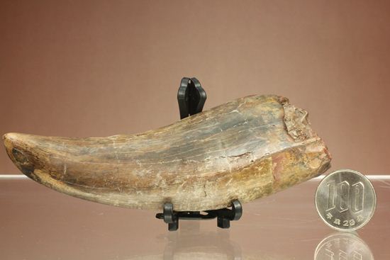 ティラノサウルス・レックス　巨大歯を超える「特大歯」（その19）