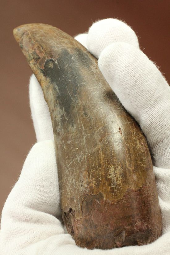 ティラノサウルス・レックス　巨大歯を超える「特大歯」（その2）