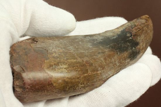 ティラノサウルス・レックス 巨大歯を超える「特大歯」(その3)