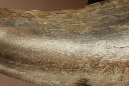 ティラノサウルス・レックス　巨大歯を超える「特大歯」（その6）