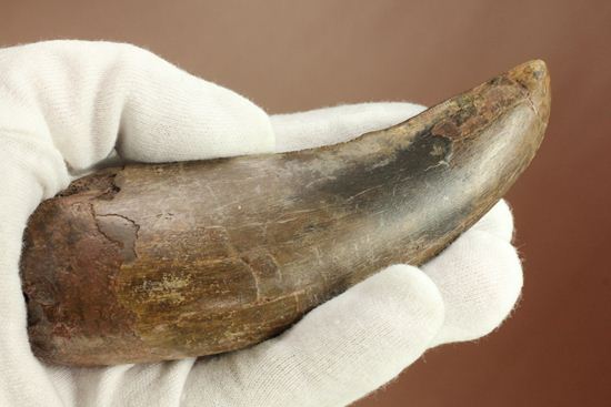ティラノサウルス・レックス 巨大歯を超える「特大歯」(その8)