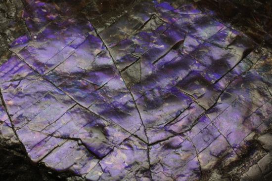 希少色！紫色に光るアンモライト片(Ammolite)（その7）