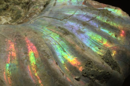 マダガスカルが誇る、七色ホワイトアンモナイト化石(その3)