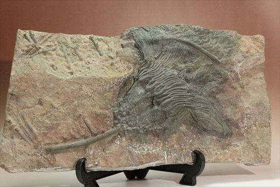 最大長さ38ｃｍ！スケールの大きな、大型ウミユリ化石（その1）