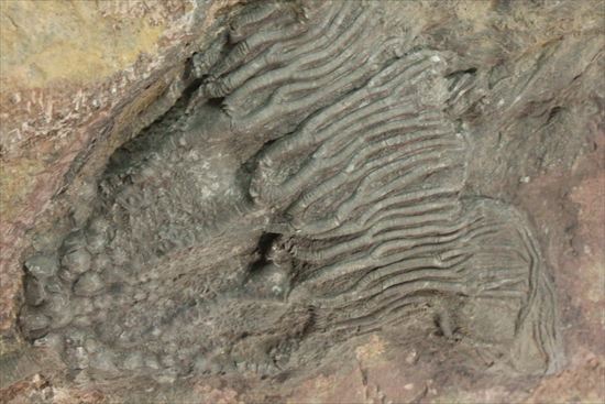最大長さ38ｃｍ！スケールの大きな、大型ウミユリ化石（その10）