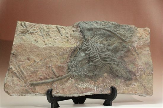 最大長さ38ｃｍ！スケールの大きな、大型ウミユリ化石（その11）