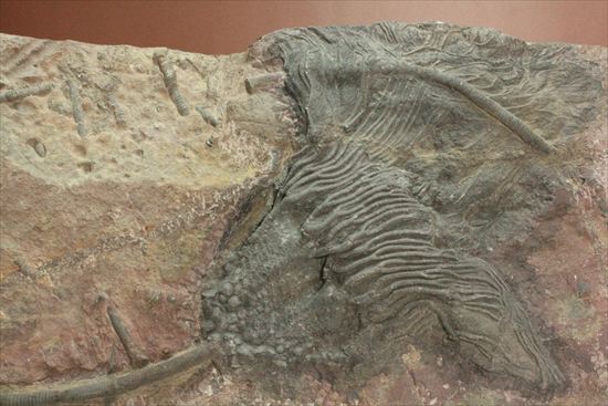 最大長さ38ｃｍ！スケールの大きな、大型ウミユリ化石（その2）