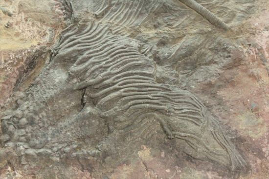 最大長さ38ｃｍ！スケールの大きな、大型ウミユリ化石（その3）