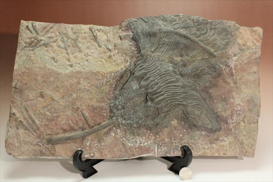 最大長さ38ｃｍ！スケールの大きな、大型ウミユリ化石（その4）