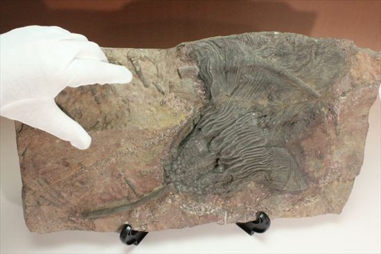 最大長さ38ｃｍ！スケールの大きな、大型ウミユリ化石（その5）