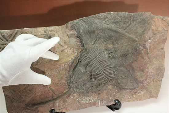 最大長さ38ｃｍ！スケールの大きな、大型ウミユリ化石（その6）