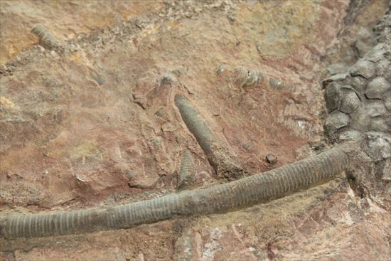 最大長さ38ｃｍ！スケールの大きな、大型ウミユリ化石（その7）