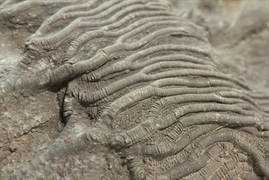 最大長さ38ｃｍ！スケールの大きな、大型ウミユリ化石（その9）