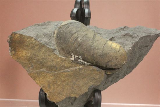 岐阜県大野郡荘川村産　二枚貝化石が登場です。（その1）