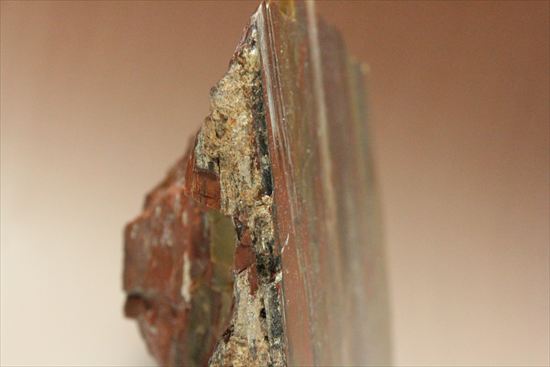 BIGサイズ!色彩豊か!木化石 ケイカボク(珪化木)の大型標本(その7)