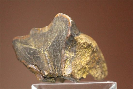 最後の角竜　トリケラトプスのぶ厚い歯化石（その11）