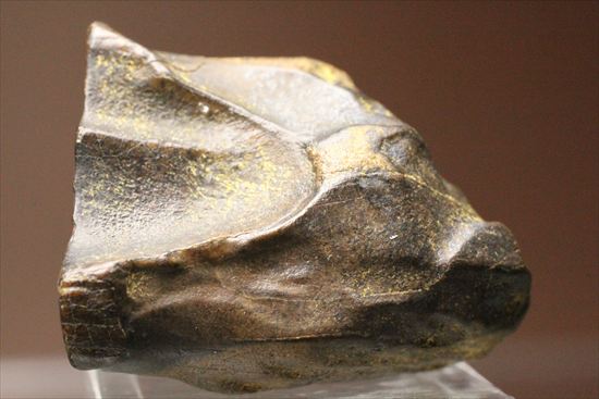 最後の角竜　トリケラトプスのぶ厚い歯化石（その2）