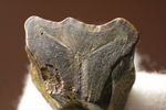 最後の角竜　トリケラトプスのぶ厚い歯化石