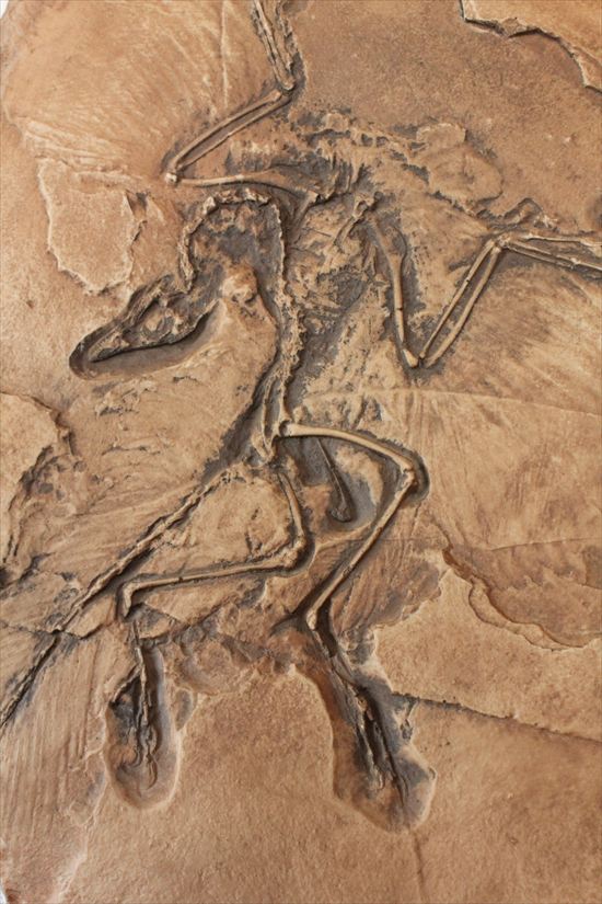 最良の保存状態で見つかった始祖鳥のレプリカ標本/中生代ジュラ紀（1億9500万 -- 1億3500万年前）【ot298】