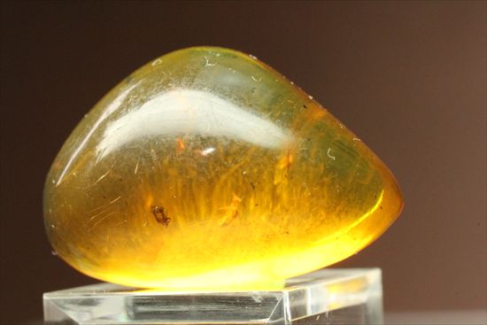 ドミニカ産虫入りコハク!たくさんの虫が内包されています。(Amber)(その1)