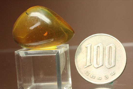 ドミニカ産虫入りコハク!たくさんの虫が内包されています。(Amber)(その2)