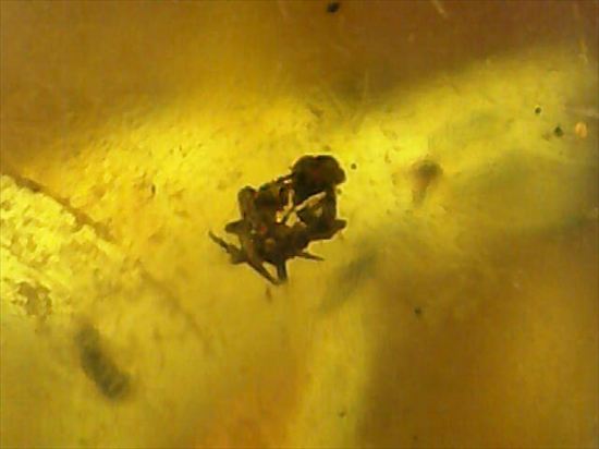 ドミニカ産虫入りコハク!たくさんの虫が内包されています。(Amber)(その5)