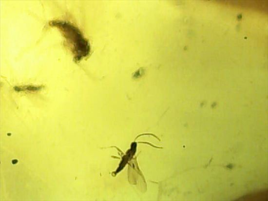 ドミニカ産虫入りコハク!たくさんの虫が内包されています。(Amber)(その6)