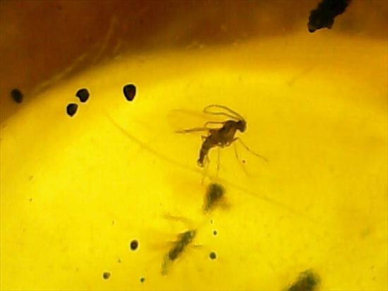 ドミニカ産虫入りコハク!たくさんの虫が内包されています。(Amber)(その7)