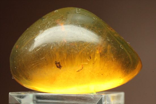 ドミニカ産虫入りコハク!たくさんの虫が内包されています。(Amber)(その9)