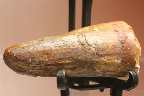 ワニのような顔をもつ、肉食恐竜スピノサウルスの太い歯化石(Spinosaurus)(その1)