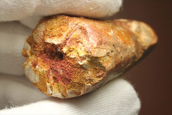ワニのような顔をもつ、肉食恐竜スピノサウルスの太い歯化石(Spinosaurus)(その10)